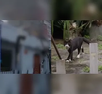 Imagem ilustrativa da imagem VÍDEO: Gato é encontrado morto e pendurado em varal em Ananindeua