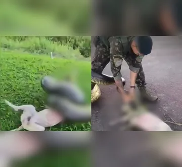 Imagem ilustrativa da imagem Imagens fortes: Vídeo flagra momento em que sucuri ataca cachorro no Pará