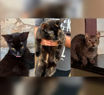Imagem ilustrativa da imagem Belém: mulher morre e deixa 61 gatos; família busca tutores