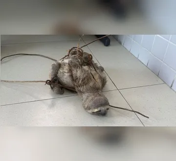 Imagem ilustrativa da imagem Vídeo: PC resgata preguiça que estava amarrada e seria abatida no Pará