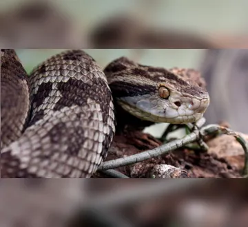 Imagem ilustrativa da imagem Chuvas aumentam risco de picadas de cobra: veja onde buscar socorro em Belém