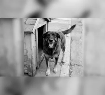 Imagem ilustrativa da imagem Governo anuncia Decreto "Cão Orelha" contra maus-tratos