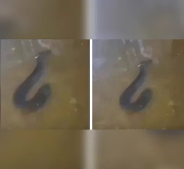 Imagem ilustrativa da imagem Poraquê surge em poça d’água no bairro do Tapanã