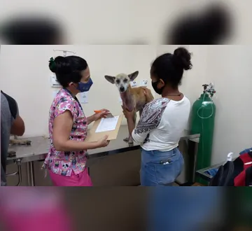 Imagem ilustrativa da imagem Belém recebe Clínica de Triagem e Hospital Veterinário nesta terça, 13