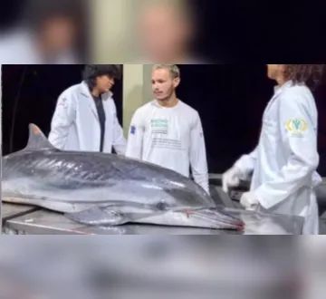 Imagem ilustrativa da imagem Golfinho oceânico aparece morto em Mosqueiro e mobiliza pesquisadores
