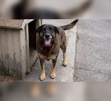 Imagem ilustrativa da imagem Dois suspeitos da morte do cão Orelha estão nos EUA, diz polícia