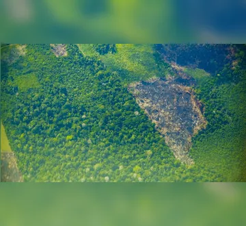 Imagem ilustrativa da imagem Pará registra queda de 51% no desmatamento e lidera resultados positivos