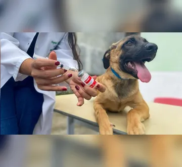 Imagem ilustrativa da imagem Belém realiza Dia D de vacinação antirrábica neste sábado (20)