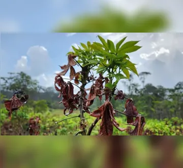 Imagem ilustrativa da imagem Vassoura de bruxa: estratégias visam o fim da praga na mandioca