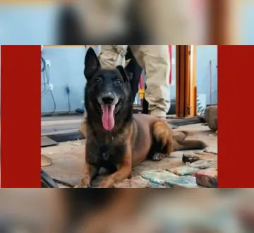 Imagem ilustrativa da imagem Cão-herói pioneiro da Guarda Municipal de Marabá, Ziah morre aos 12 anos