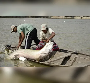 Imagem ilustrativa da imagem Estudo inédito com genoma protege espécies de peixes da Amazônia