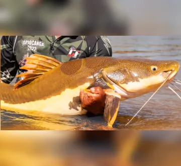 Imagem ilustrativa da imagem Amazônia ganha plano internacional para proteger bagres e ariranha