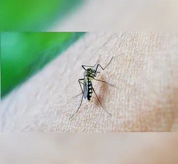 Imagem ilustrativa da imagem Dengue: saiba identificar os sintomas e quais remédios evitar