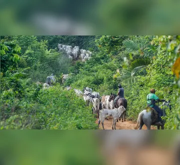 Imagem ilustrativa da imagem Vaqueiro do Ibama é assassinado em terra indígena no Pará