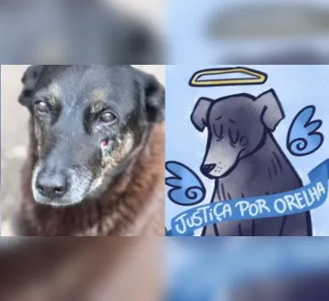 Imagem ilustrativa da imagem Operação cumpre mandados contra suspeitos de matar cão comunitário em SC