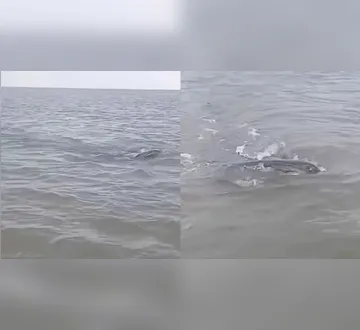 Imagem ilustrativa da imagem Vídeo: "Monstro marinho" surge em rio e assusta pescadores