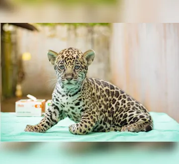 Imagem ilustrativa da imagem Filhote de onça pintada é novo morador de BioParque no Pará