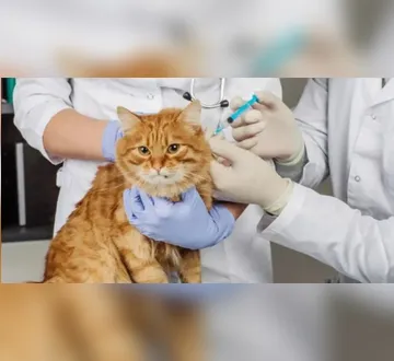 Imagem ilustrativa da imagem Belém Animal tem atendimento veterinário gratuito no domingo