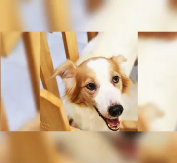 Imagem ilustrativa da imagem Belém: feira de adoção reúne cães e gatos em busca de um novo lar