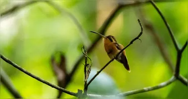 Diversidade de pássaros em vida livre pode ajudar a criar consciência ambiental nas novas gerações.