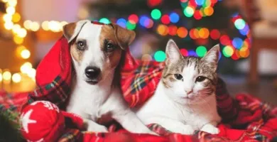 Imagem ilustrativa da imagem Como cuidar do seu pet durante as festas de fim de ano