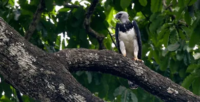 Imagem ilustrativa da imagem Projeto Harpia reforça proteção da espécie no Mosaico de Carajás