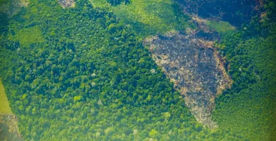 Imagem ilustrativa da imagem Pará registra queda de 51% no desmatamento e lidera resultados positivos