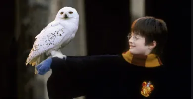 Imagem ilustrativa da imagem Coruja do Harry Potter entra em lista global de proteção da ONU