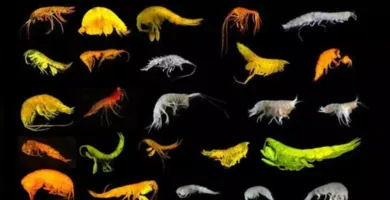 Imagem ilustrativa da imagem Cientistas descobrem 24 espécies inéditas de crustáceos no Oceano Pacífico