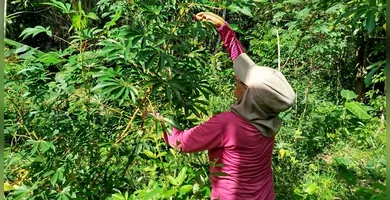 Imagem ilustrativa da imagem Projeto de restauração florestal beneficia comunidades paraenses