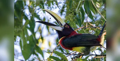 Imagem ilustrativa da imagem Pássaros em vida livre ensinam a crianças o amor pela natureza