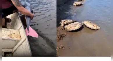 Manter animais como o boto-cor-de-rosa em seu habitat natural é fundamental para a preservação da fauna amazônica.