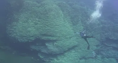 Coral milenar impressiona cientistas ao atingir tamanho equivalente a quatro ônibus e sobreviver por mais de 2 mil anos