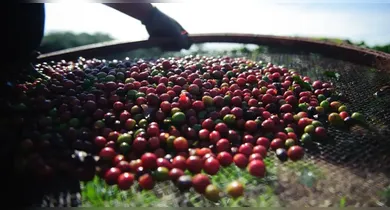 Após chegar ao Brasil pelo Pará, o café se tornou um pilar da economia nacional, influenciou a política, a urbanização e a construção de ferrovias.