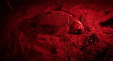 O animal marinho é monitorado pelo Projeto Tamar