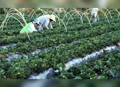 O edital é uma oportunidade para profissionais que desejam atuar em políticas de agricultura familiar e desenvolvimento sustentável.
