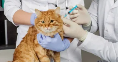 Ação Animal da Prefeitura de Belém oferece atendimento veterinário gratuito para cães e gatos em comunidades da capital.