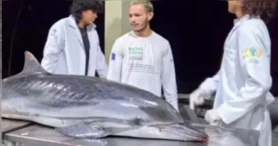 Golfinho-listrado encontrado morto em Mosqueiro passa por necropsia para apurar as causas da morte, em procedimento conduzido por pesquisadores.