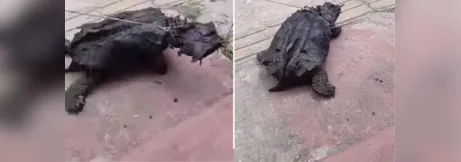 Imagem ilustrativa da imagem Tartaruga mata-mata aparece amarrada e viraliza em Breves