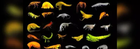 Imagem ilustrativa da imagem Cientistas descobrem 24 espécies inéditas de crustáceos no Oceano Pacífico