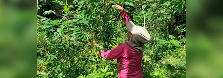 Imagem ilustrativa da imagem Projeto de restauração florestal beneficia comunidades paraenses