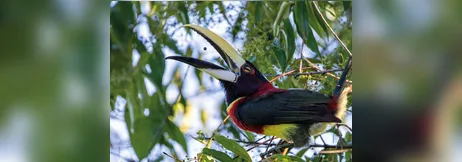 Imagem ilustrativa da imagem Pássaros em vida livre ensinam a crianças o amor pela natureza