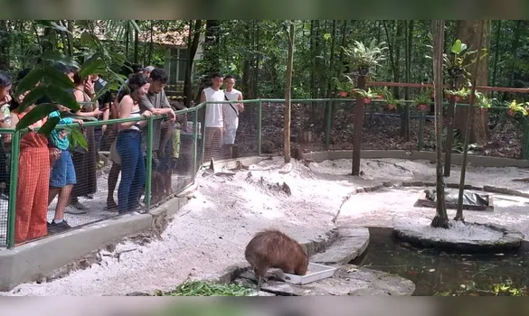 Imagem ilustrativa da imagem Bosque Rodrigues Alves terá entrada gratuita neste fim de semana