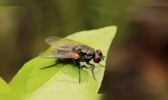 Imagem ilustrativa da imagem Virose da mosca: veja os sintomas e como se proteger