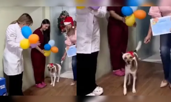 Imagem ilustrativa da imagem Gabriel, cão apedrejado em Icoaraci, recebe alta veterinária&nbsp;