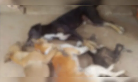 Imagem ilustrativa da imagem Oito cães são encontrados mortos em área rural no Pará
