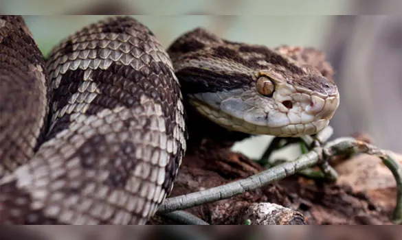 Imagem ilustrativa da imagem Chuvas aumentam risco de picadas de cobra: veja onde buscar socorro em Belém