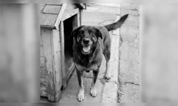 Imagem ilustrativa da imagem Governo anuncia Decreto "Cão Orelha" contra maus-tratos