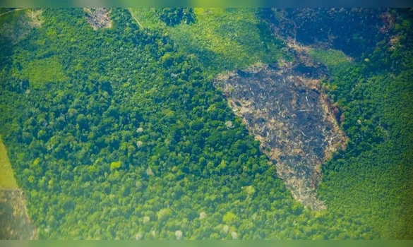 Imagem ilustrativa da imagem Pará registra queda de 51% no desmatamento e lidera resultados positivos