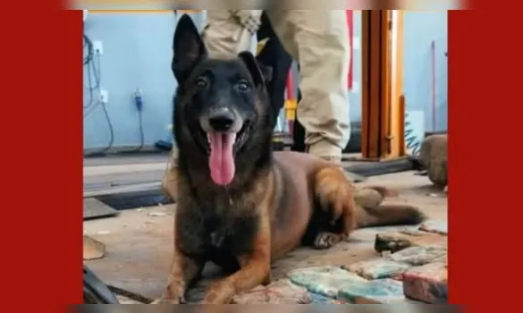 Imagem ilustrativa da imagem Cão-herói pioneiro da Guarda Municipal de Marabá, Ziah morre aos 12 anos